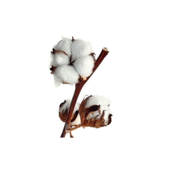 Ветка хлопка на белом фоне