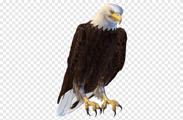 Орёл сидит на белом фоне