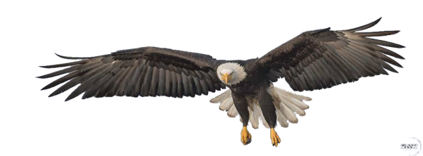 Орел парящий на прозрачном фоне