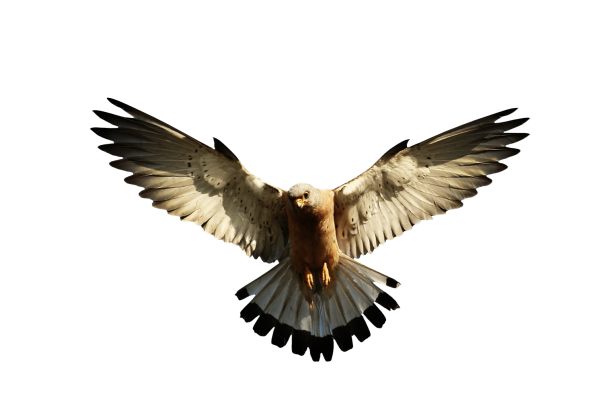 Птица в полете