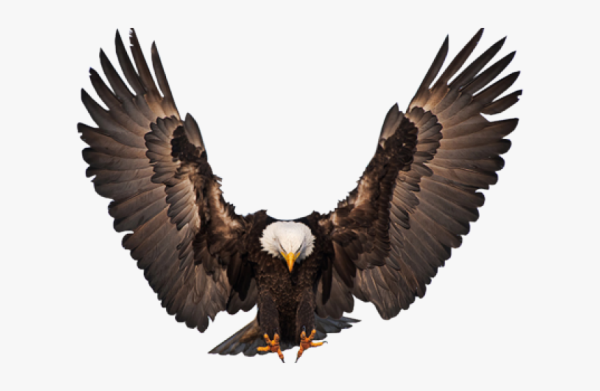 Орел с расправленными крыльями