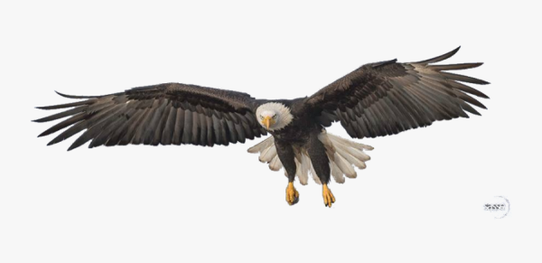 Орел парящий на прозрачном фоне
