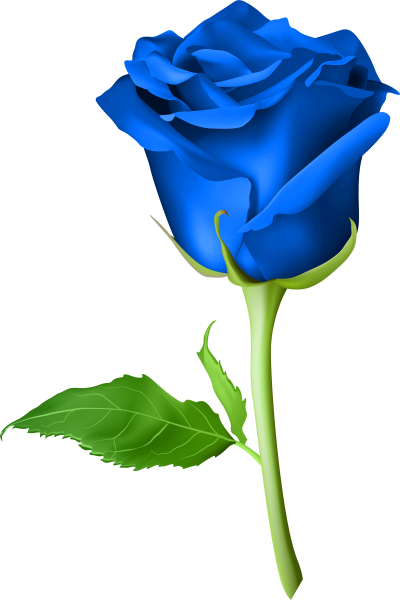 Роза голубая