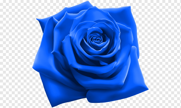 Синие розы вектор