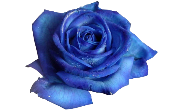 Голубая роза фильм 1988