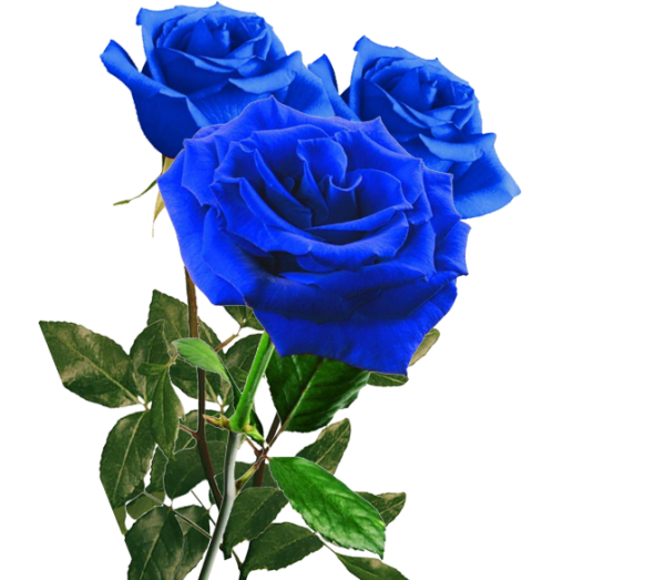 Синие розы на прозрачном фоне