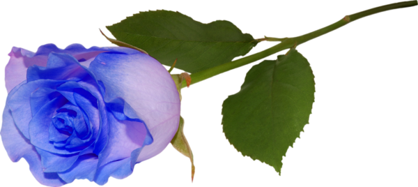 Синие розы на прозрачном фоне