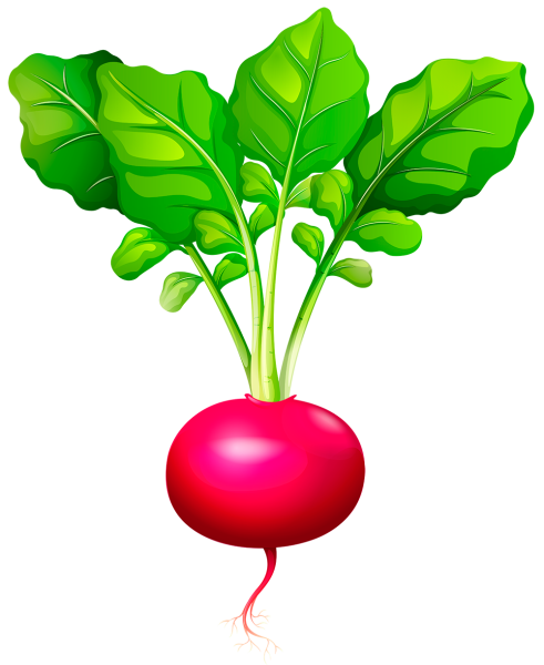 Свекла картинка для детей