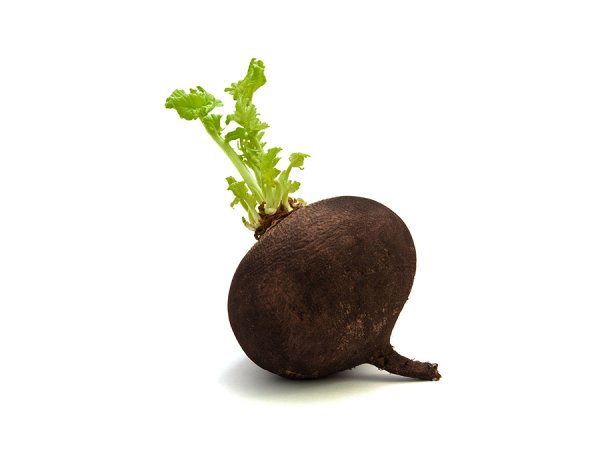 Ботва редьки