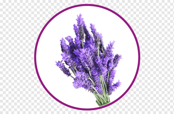 Лаванда английская и французская