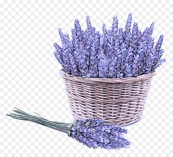 Букет лаванды вектор