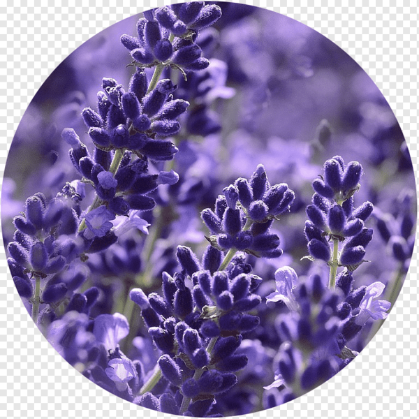 Лаванда символ