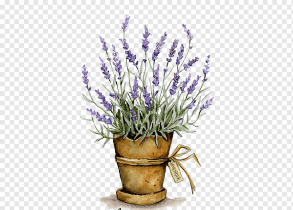 Лаванда акварель