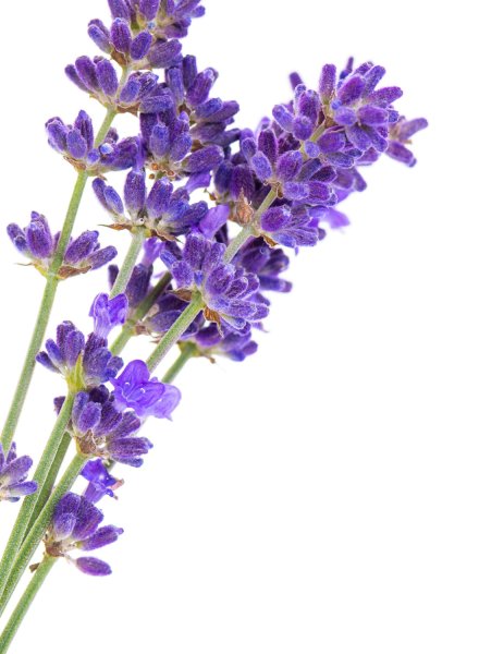 Лаванда аспик