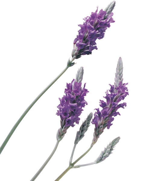 Веточка лаванды на белом фоне