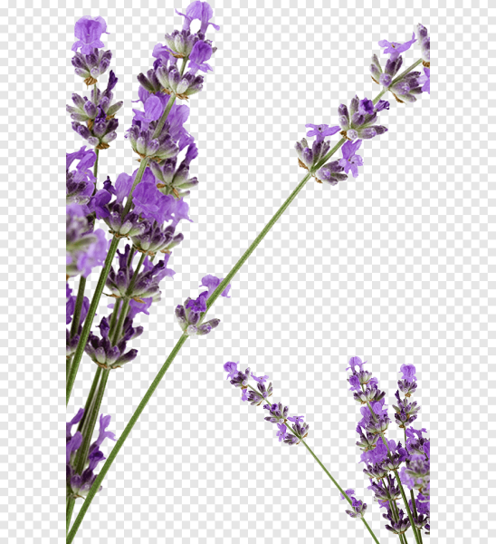 Лаванда на белом фоне