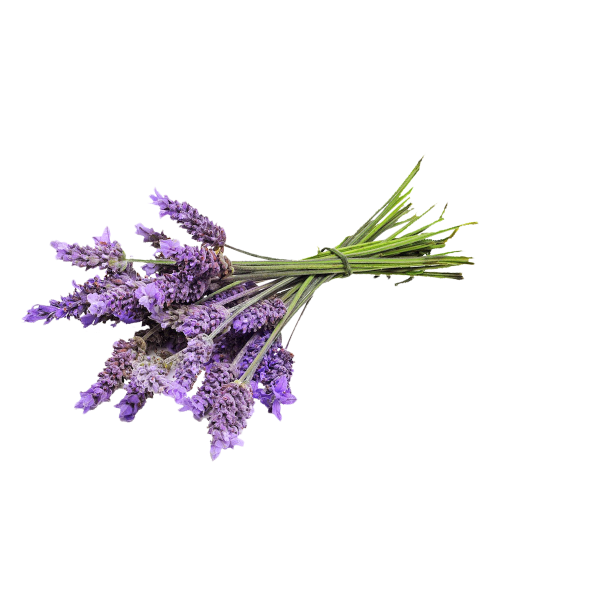 Транспарент Лаванда