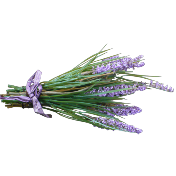 Веточка лаванды