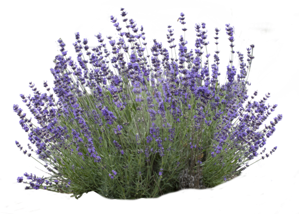 Лаванда куст