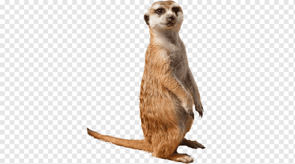 Суслик на прозрачном фоне