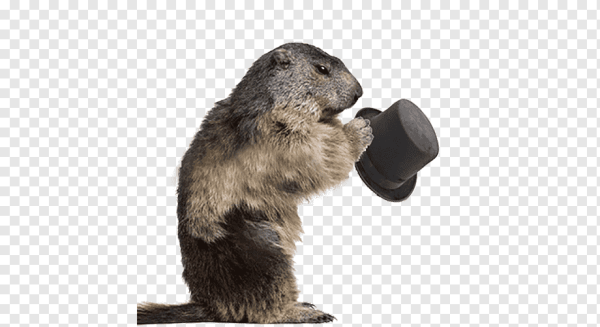 Сурок без фона