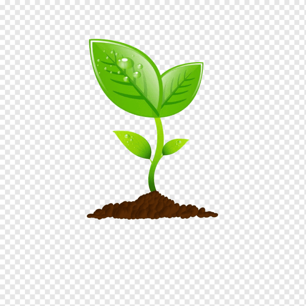 Росток рисунок