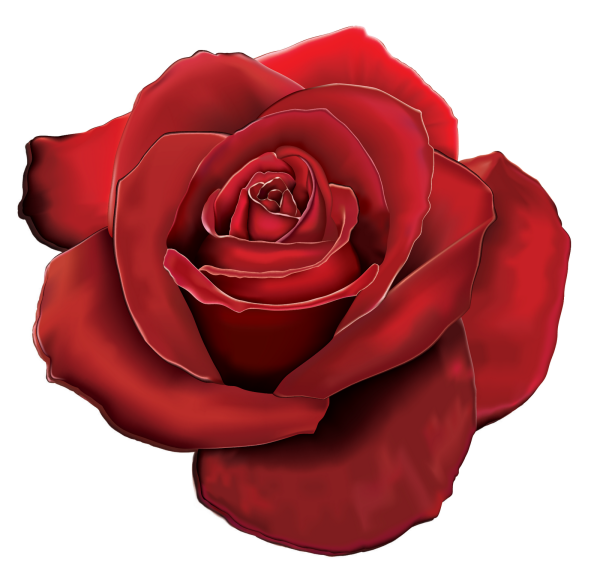 Роза цветок Смайл