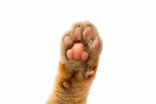 Кошачья лапа