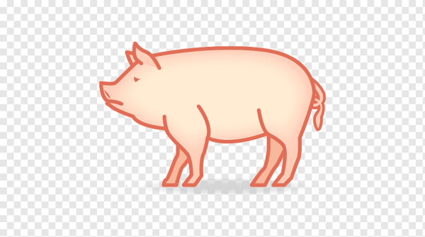 Свинья 512 на 512
