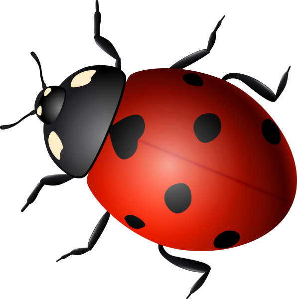 Божьи коровки