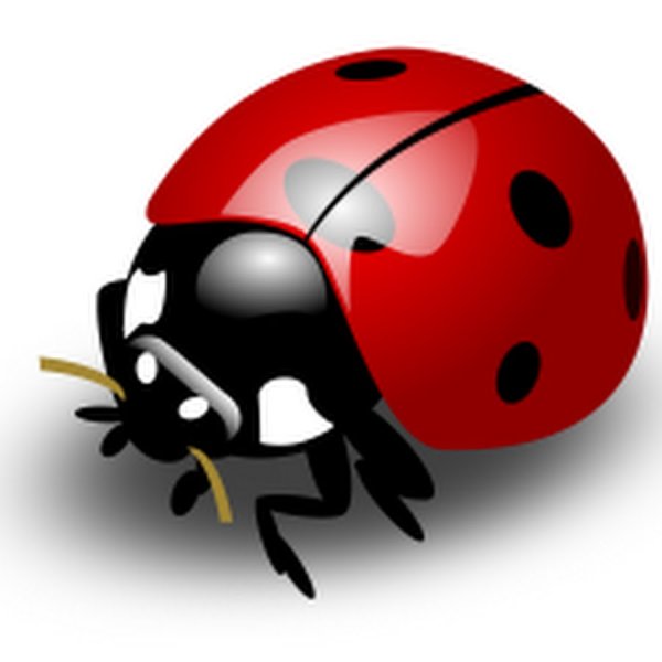 Божья коровка на прозрачном фоне