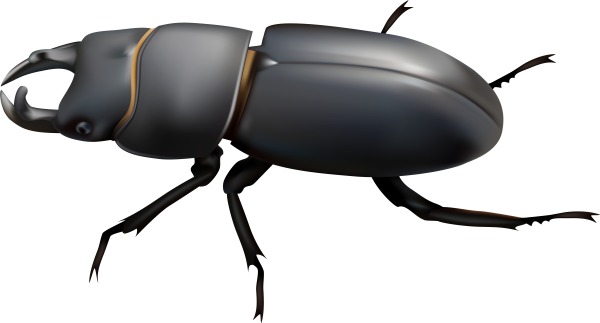 Насекомые без фона