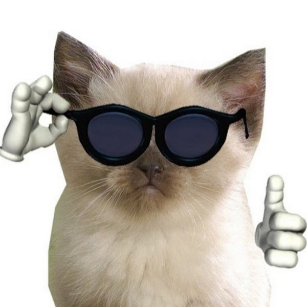 Серый кот в очках