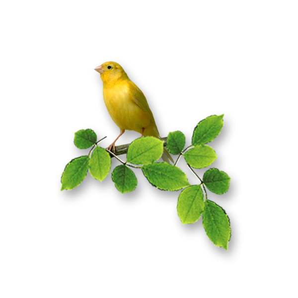 Канарейка на ветке