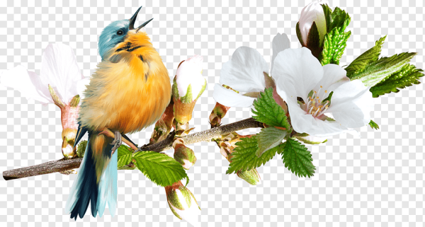 Весенние птицы на прозрачном фоне