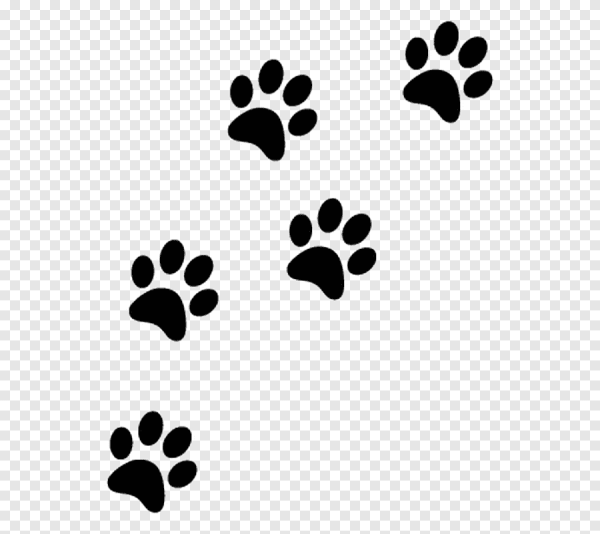 Кошачьи следы