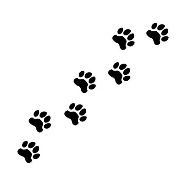 Лапы животных