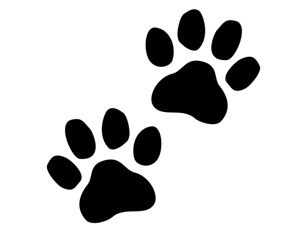 Следы лап животных