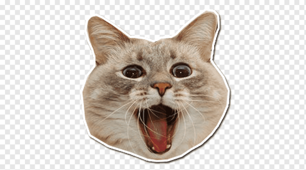 Голова кота на прозрачном фоне