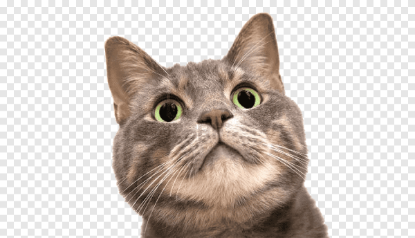 Голова кота на белом фоне