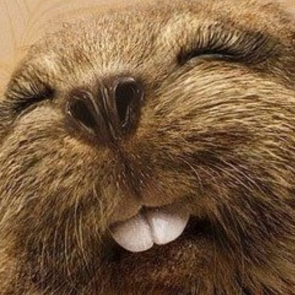 Смешной смайлик бобра