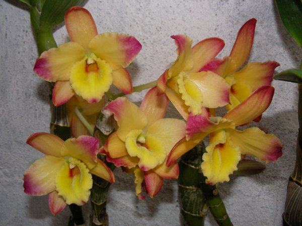 Дендробиум oriental smile Fantasy