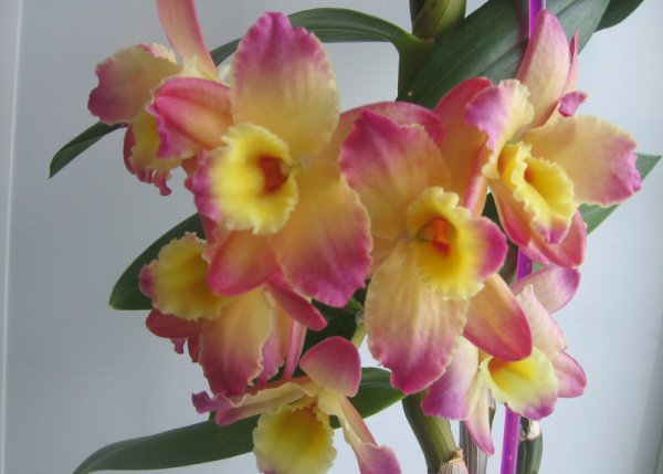 Дендробиум Нобиле oriental smile