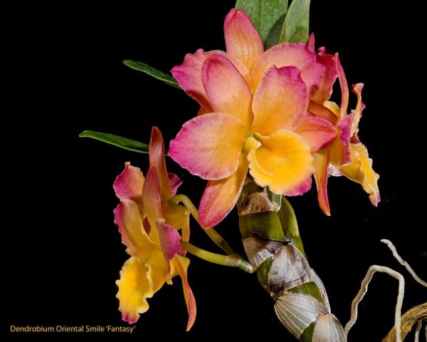 Дендробиум oriental smile