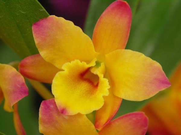 Дендробиум Ориентал Смайл