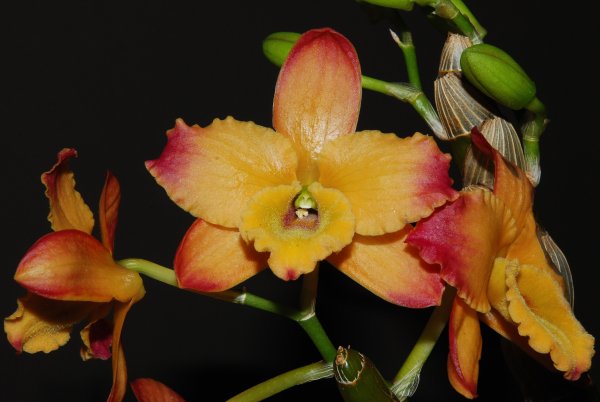 Дендробиум oriental smile