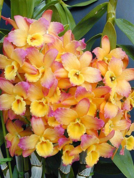 Дендробиум smile Fantasy