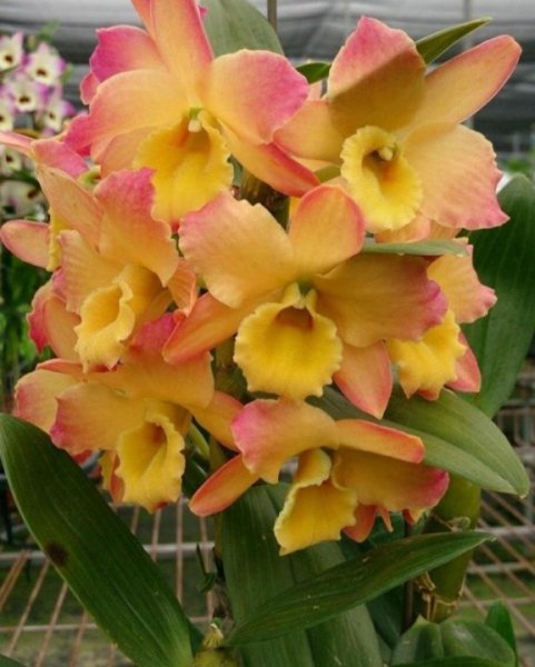 Дендробиум oriental smile Fantasy