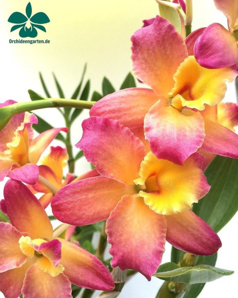 Дендробиум smile Fantasy