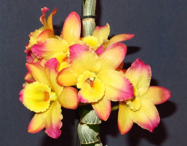 Дендробиум oriental smile